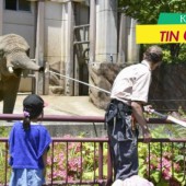 Voi Nhật cũng cần phải ăn kiêng